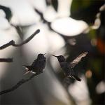 Hummingbirds in Santa Monica